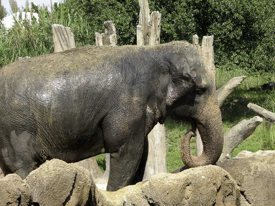 Trunk Elephant