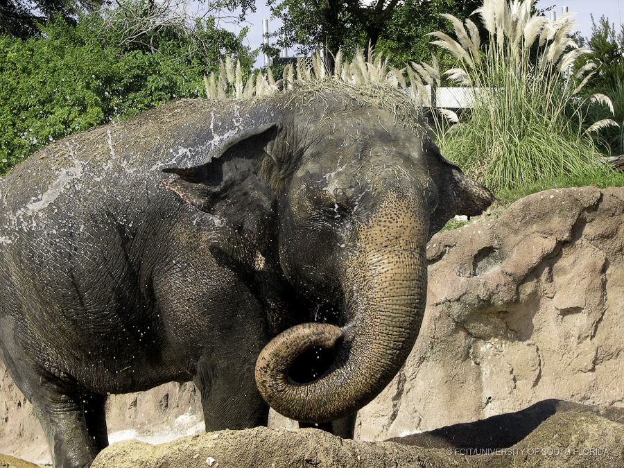 Elephant Spraying Water on its Head