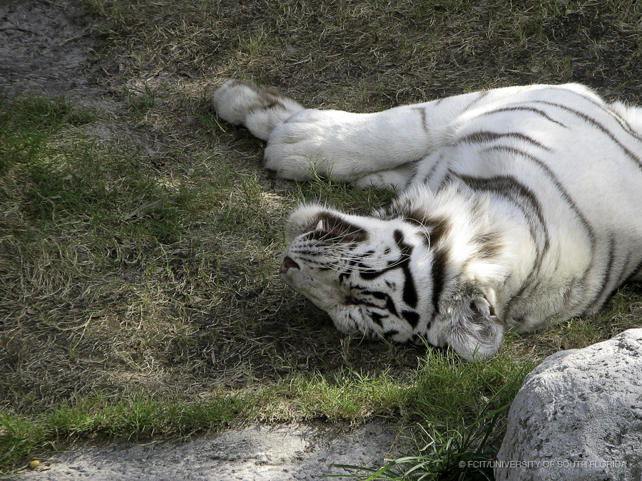 White Tiger Sleeping