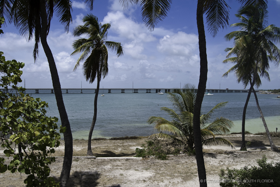 Sea Walls with Palm and Sea Grape Trees at the Far West End of Bahia Honda State Park