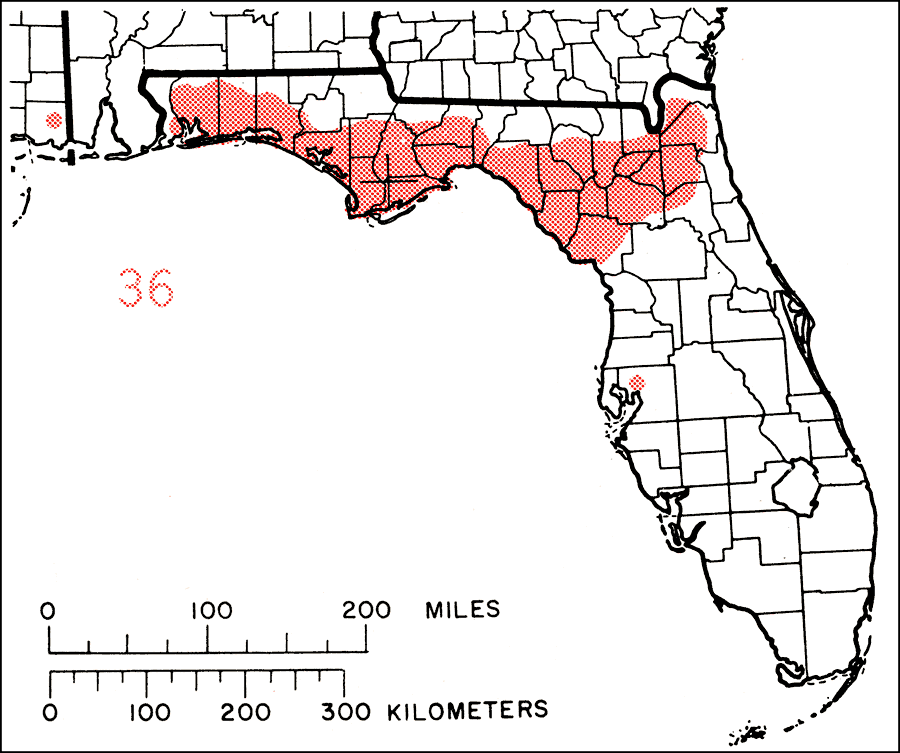 Castanea alnifolia or Florida chinkapin