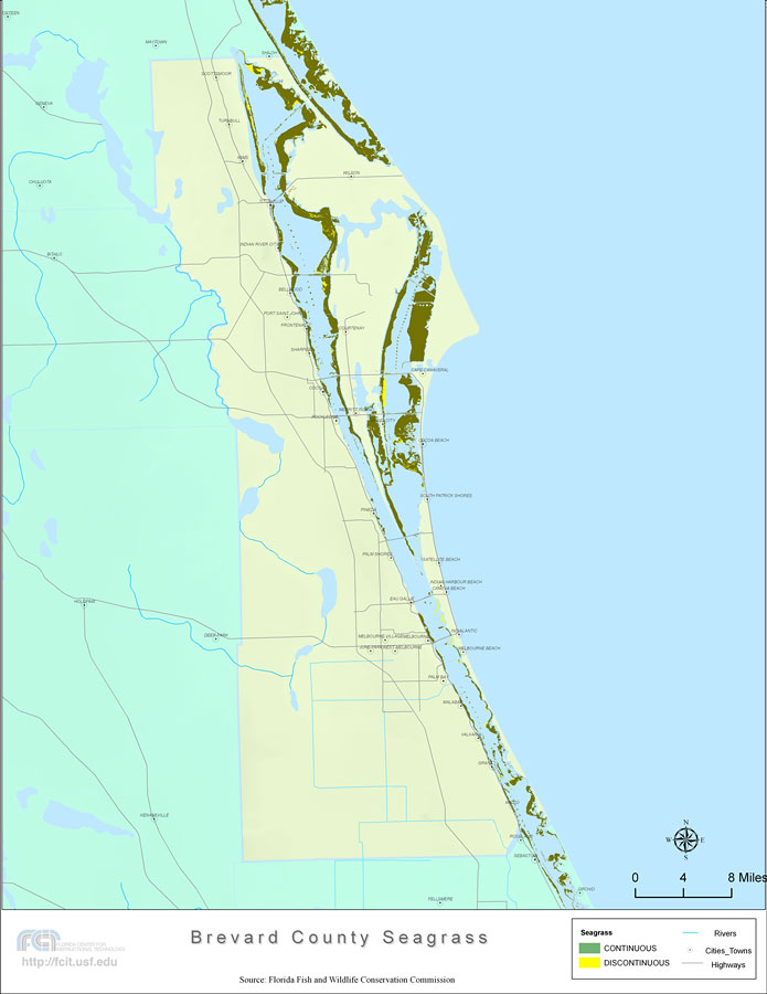 Florida Seagrass: Brevard