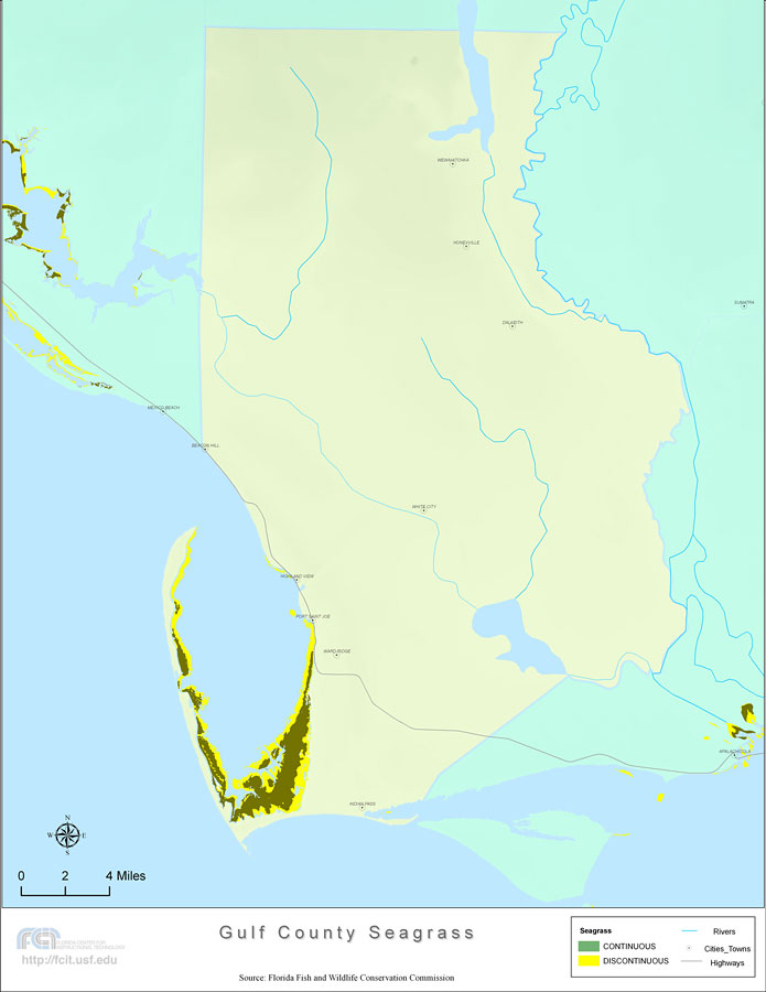 Florida Seagrass: Gulf