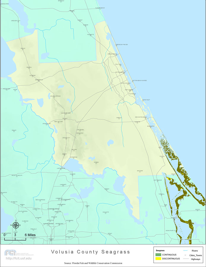 Florida Seagrass: Volusia
