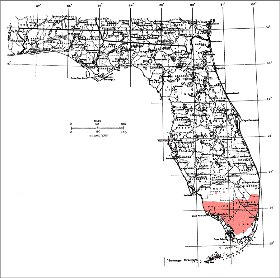 Trema micrantha or Florida trema