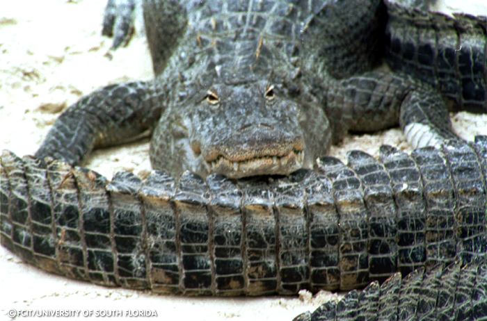 Alligators in the sand