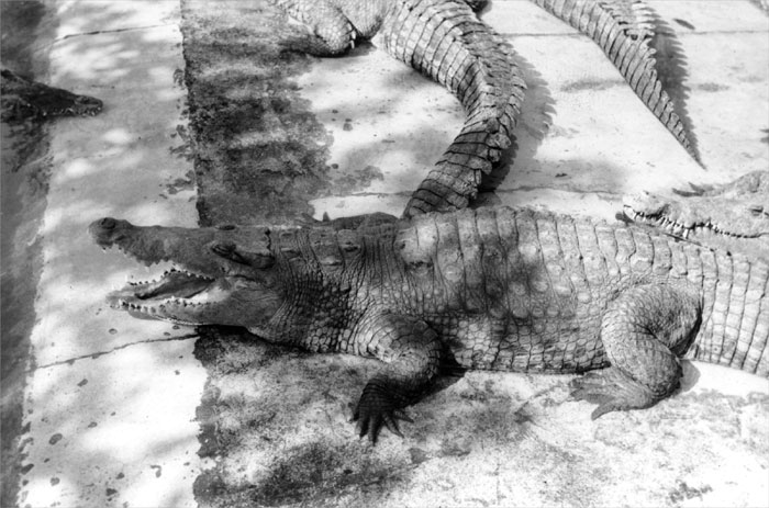 Alligators at the Everglades Reptile Gardens