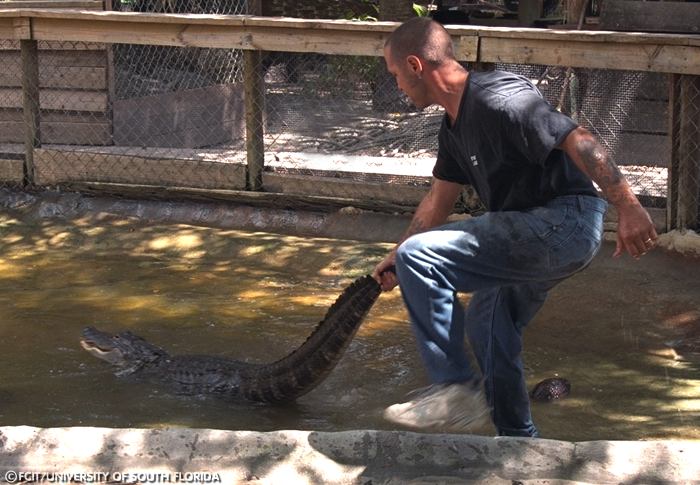 Trainer handling an alligator