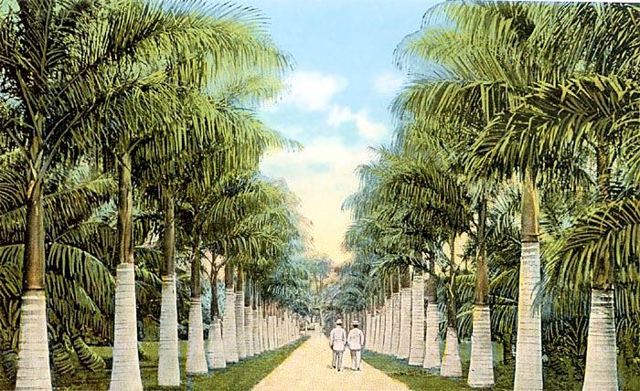 Avenue of Royal Palms
