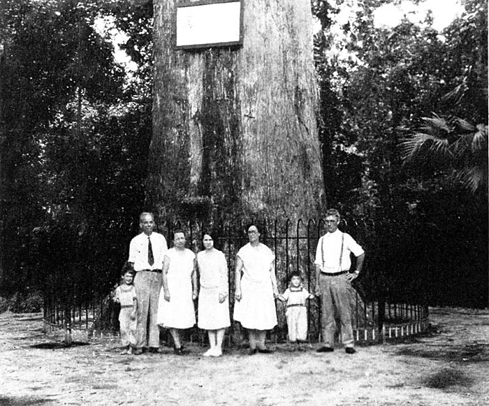 Giant Cypress Tree, Sanford, Florida