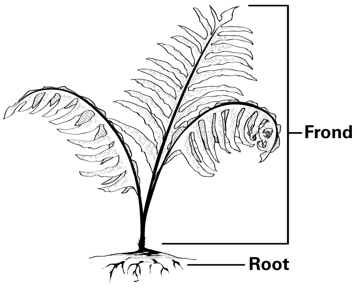 Photo Gallery: Ferns