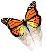 butterfly