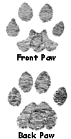 paws print