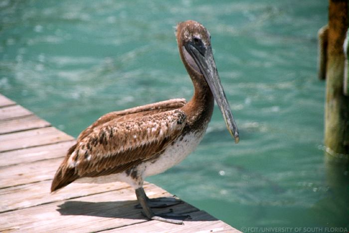 Pelican on a dock