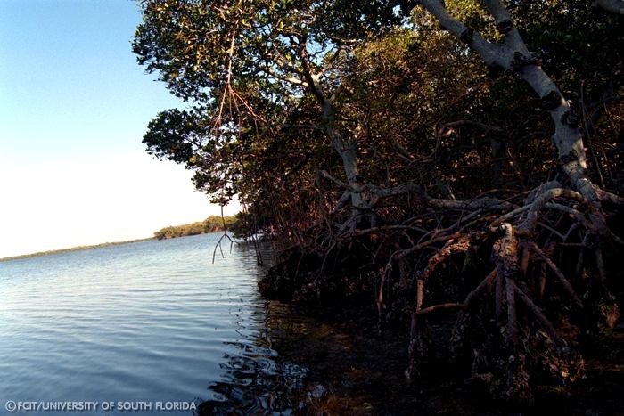 Mangroves near the water