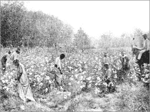 Cotton Field