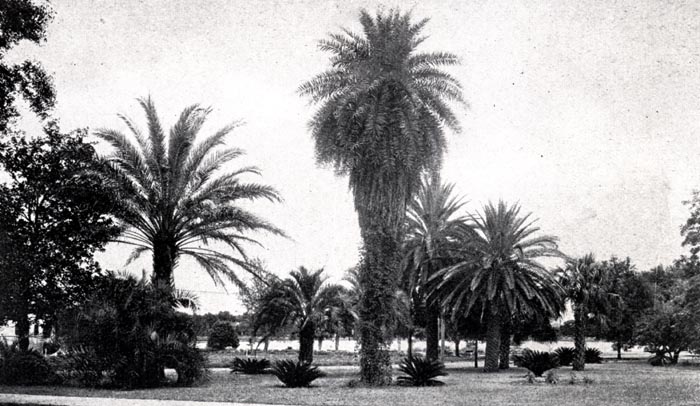 Palms