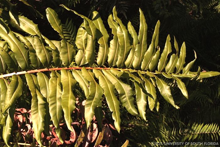 Fern leaf