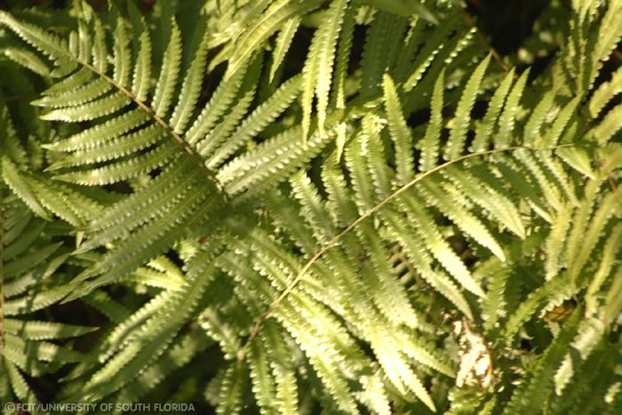 Ferns