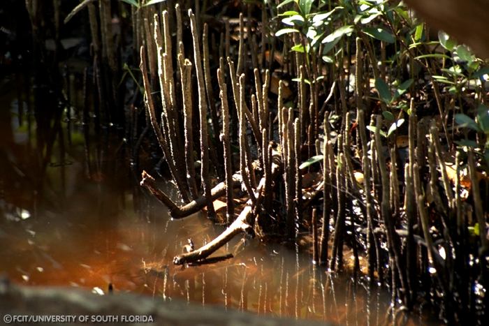 Snorkel roots