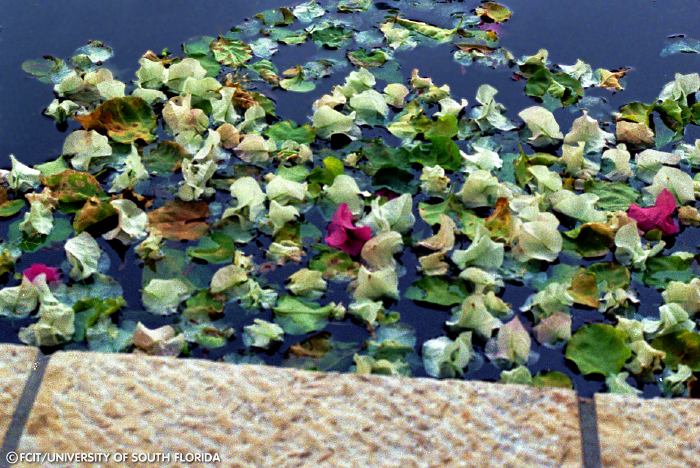 Photograph of the Miami Beach Holocaust Memorial