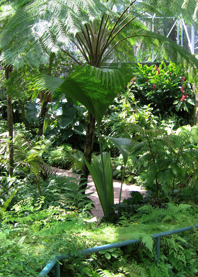 Tree Surrounded by Fern and Tropical Plants