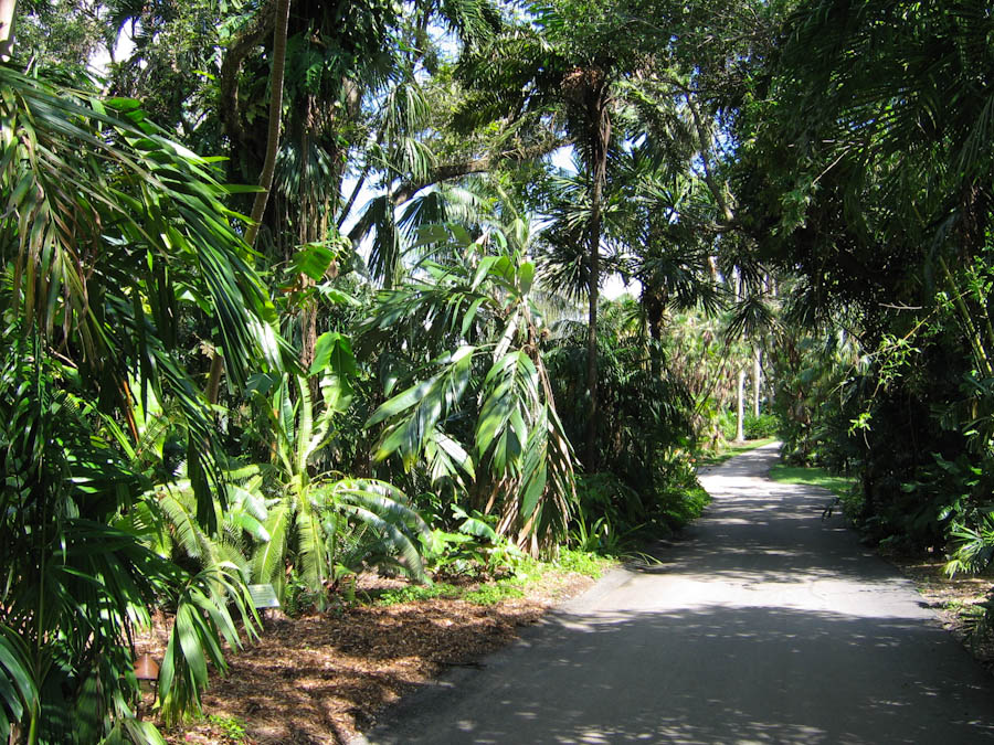 Path lined with Palm Trees