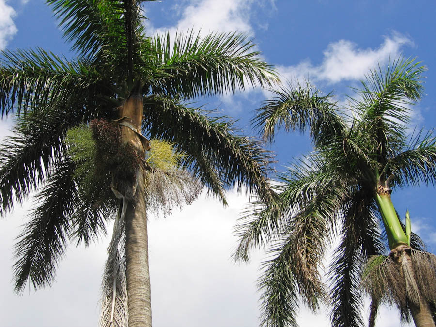 Foxtail Palm Trees
