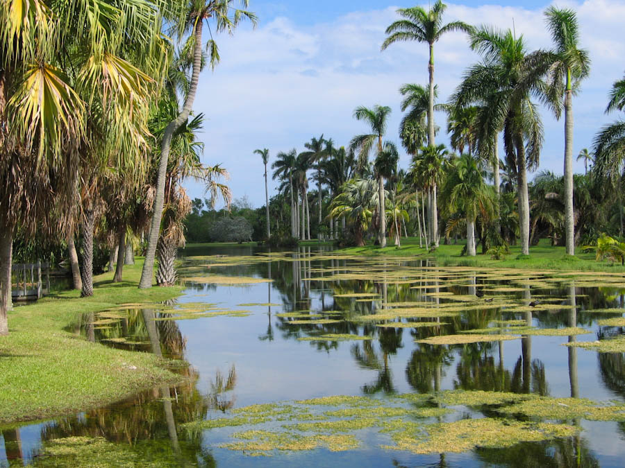 Lake lined with Palm Trees