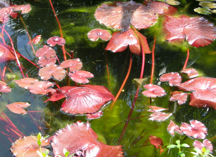 Red Lily Pads