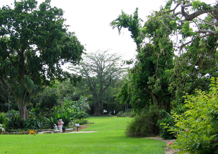 Baobab Tree and Fairchild Gardens