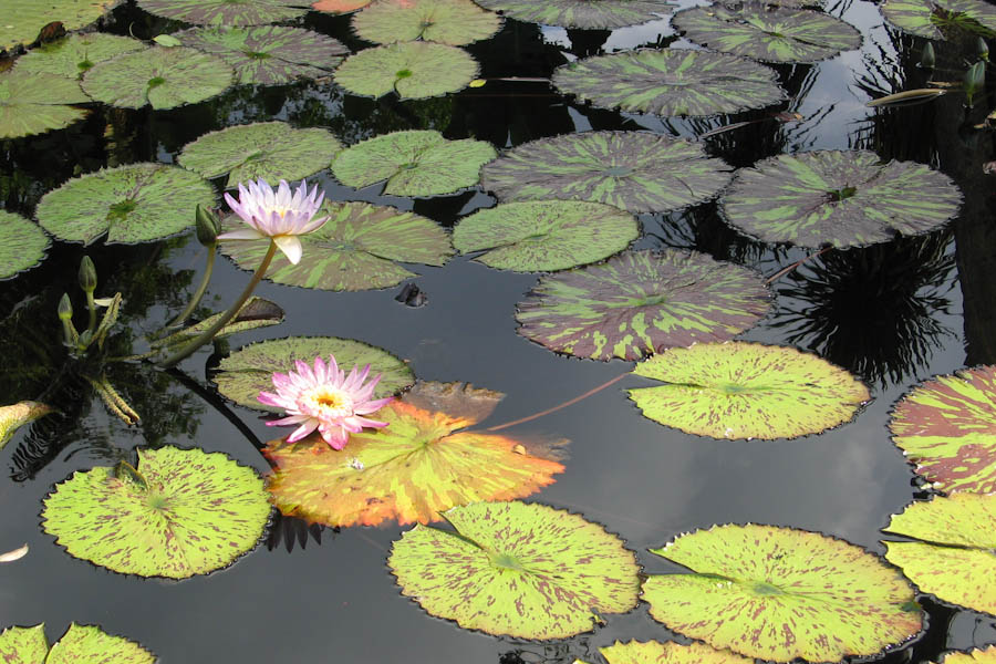 Lotus Flowers and Water Lilies