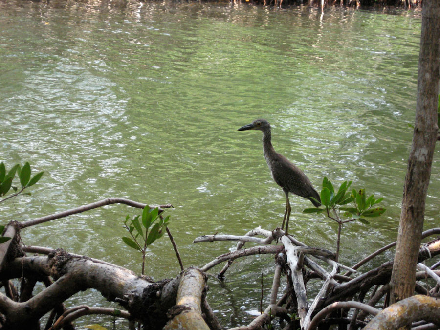 Bird on Mangrove Root