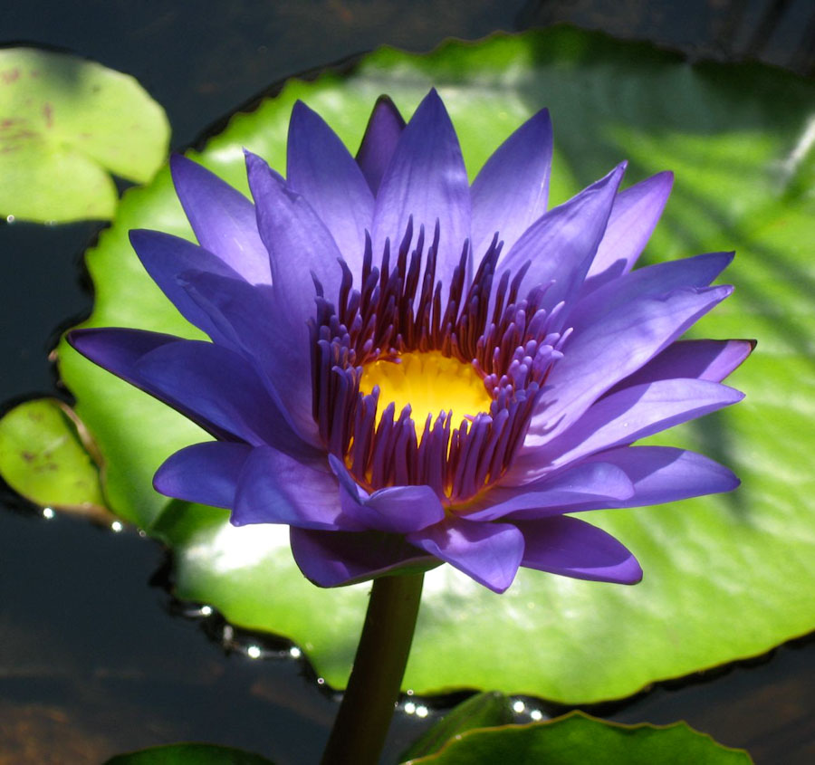 Water Lotus