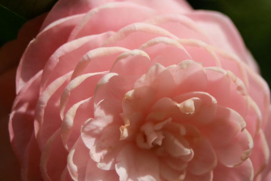 Petals of a Camellia