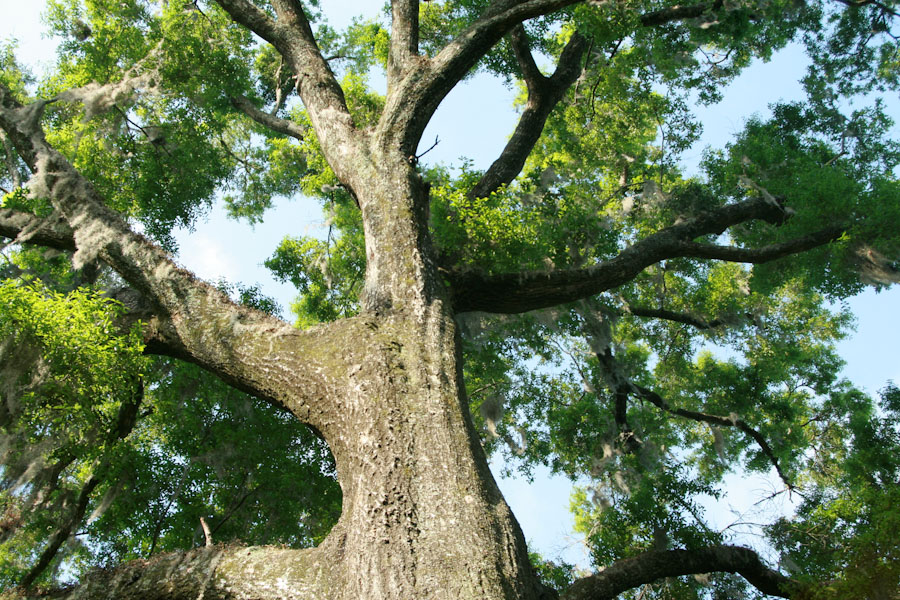 Water Oak Tree Trunk