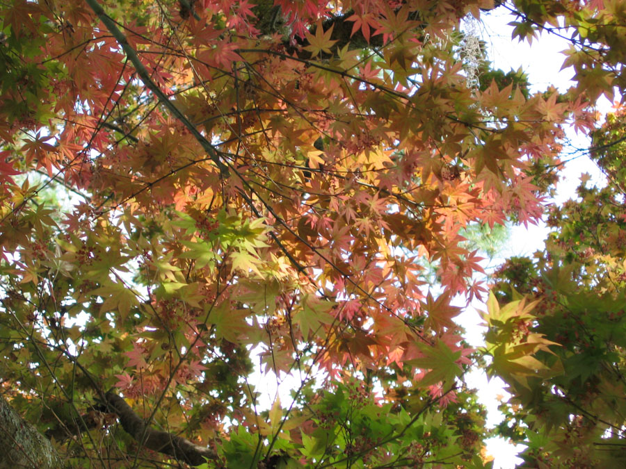 Canopy of a Japanese Maple Tree