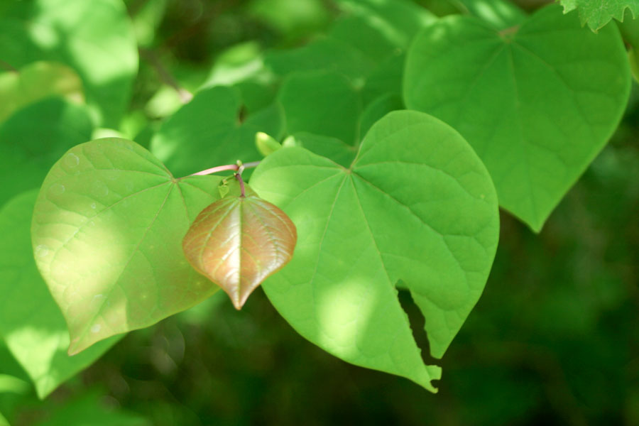 Large Tree With Heart Shaped Leaves