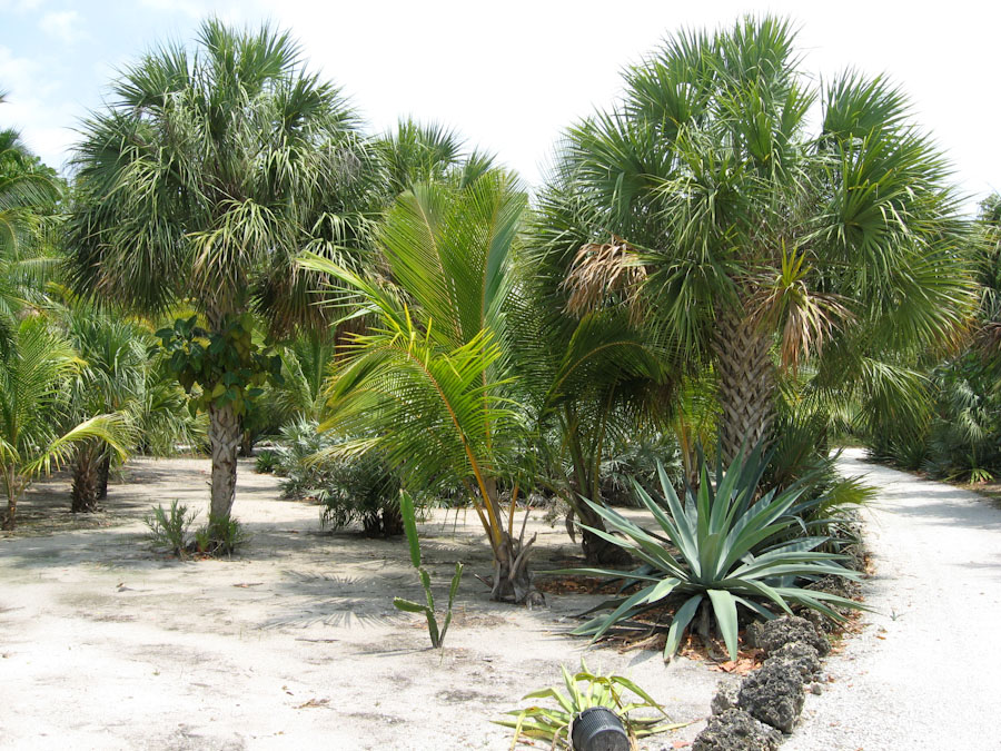 Desert Garden