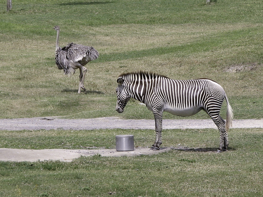 Zebra Feeding with Ostrich in the Background