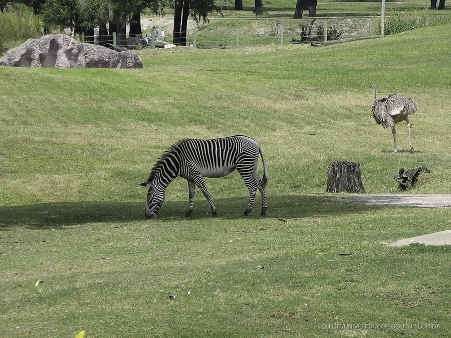 Zebra and Ostrich Wandering the Savannah Area of Busch Gardens