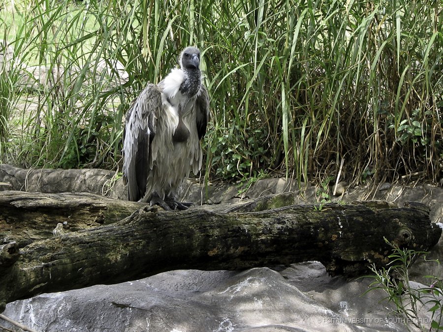 African White-backed Vulture on a Fallen Tree