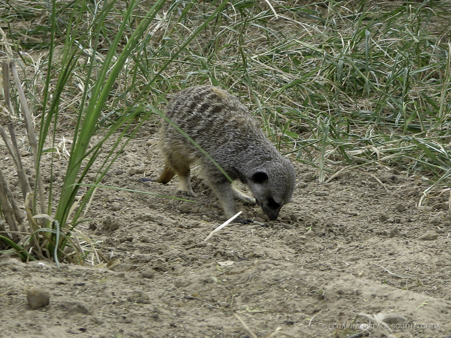 Meerkat Foraging in the Dirt