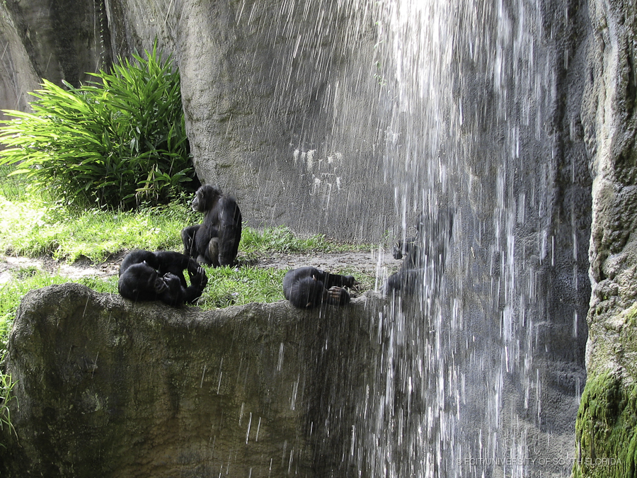 Four Chimpanzees Eating and Laying by a Waterfall