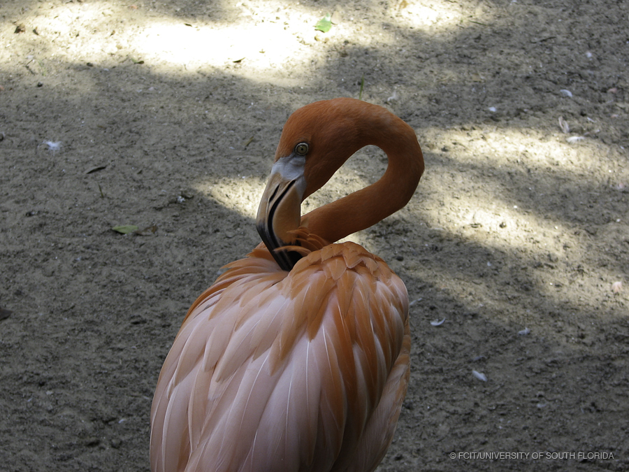 Flamingo Preening its Feathers