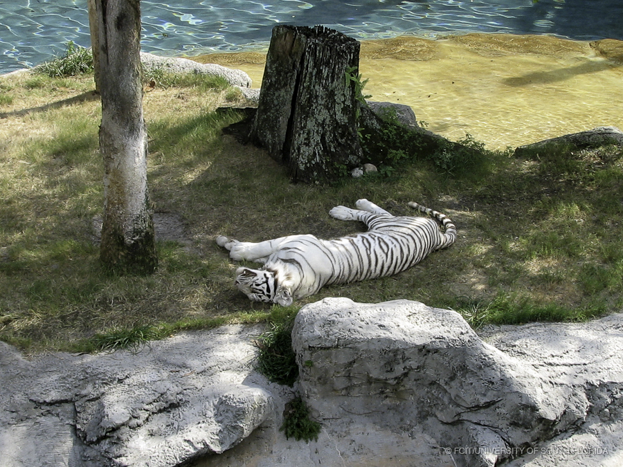White Tiger Rolling in the Grass