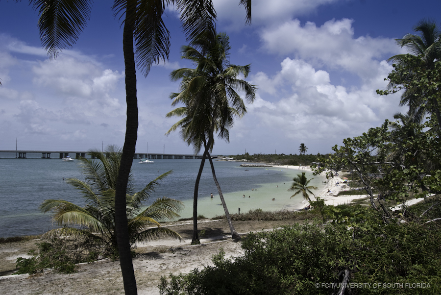 North West Beach in Bahia Honda State Park with Palm and Sea Grape Trees
