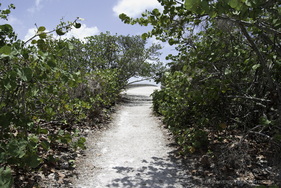 Trail up to the Bahia Honda Bridge