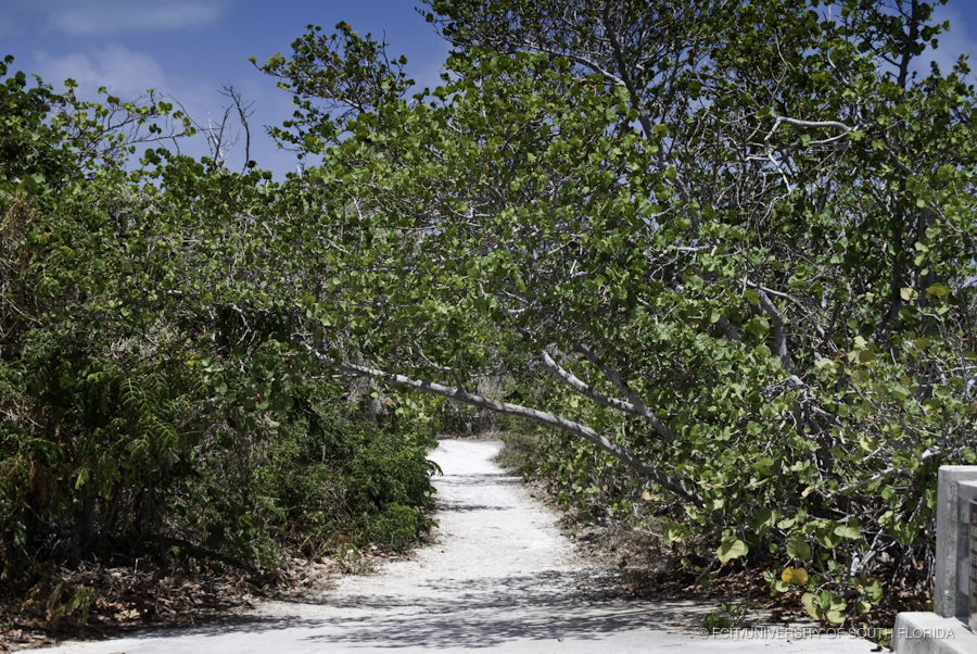 Trail Back to the Beachs and Recreation Area of Bahia Honda Key
