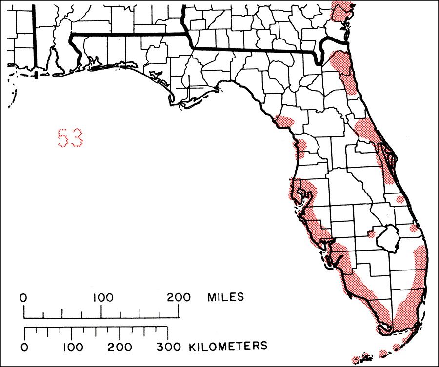 Forestiera segregata or Florida-privet